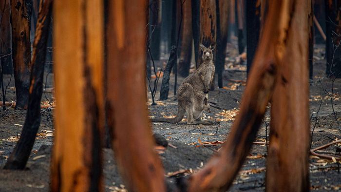 fürsorge känguru waldbrand klima 